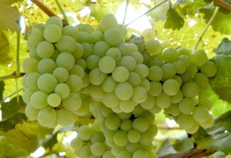Iapar promove curso de viticultura na região Oeste