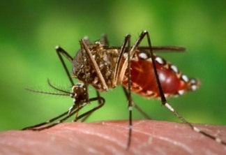 Boletim aponta queda no número de casos de dengue em Londrina