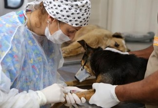 Ministério da Saúde convoca até veterinários e dentistas no combate à covid-19