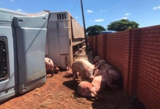 Carreta carregada com porcos tomba em distrito de Santa Helena