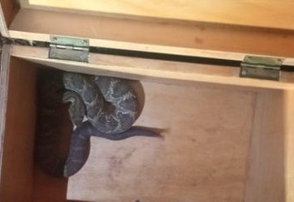 Gato alerta criança sobre presença de cobra cascavel em Santa Helena