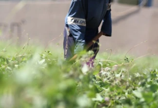 Pesquisa aponta impacto de compra da agricultura familiar durante pandemia