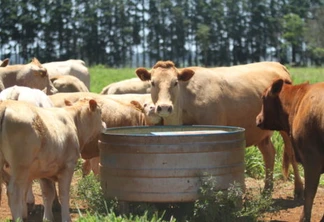 Melhoramento genético atenderá 4 mil animais/ano em Santa Helena