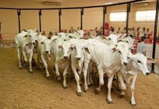 Expo Umuarama terá mais de 4 mil animais em cinco leilões