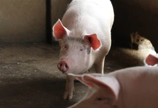 China importa quase o triplo de carne suína