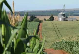 Milho safrinha: fim do plantio no Estado e oeste se prepara para colher