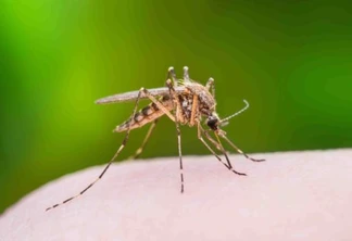 Casos de dengue quase triplicam em 20 dias