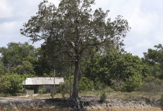 O Brasil tem a maior biodiversidades vegetal do mundo.São 55 mil espécies de plantas cerca de 22% das 250 mil do planeta -  Foto:Agência Brasil