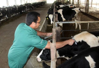 Começa a campanha de vacinação contra aftosa no Paraná