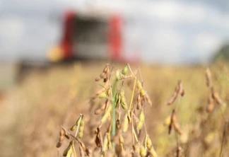 Mercado aquecido: Oeste tem 1,5 mi/ton de soja para vender
