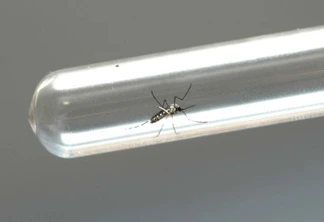 Dengue cresce 20% e casos já se aproximam de 2 mil no Paraná
