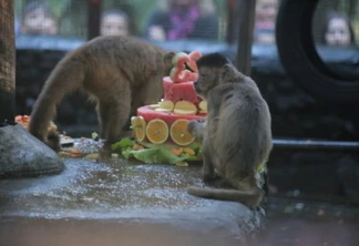 Animais ganham bolo em comemoração aos 23 anos do Zoo Bosque Guarani