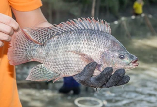 Estudo inédito de Itaipu e UFPR propõe protocolo para abate humanitário de peixes