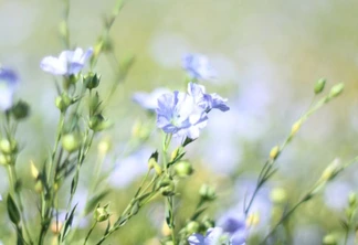 Extração de óleos e culturas de inverno em dia de campo