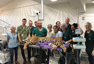 Equipe do Hospital Veterinário realiza procedimento odontológico em onça no Paraguai