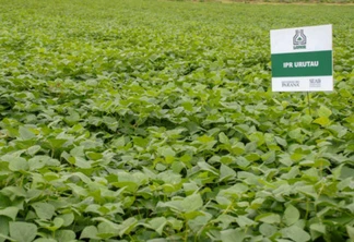 O secretário estadual da Agricultura e do Abastecimento, Norberto Ortigara, participou nesta quinta-feira (28) em Ponta Grossa do lançamento da cultivar de feijão-preto IPR Urutau, elaborada pelo Instituto Agronômico do Paraná (Iapar).  -  Ponta Grossa, 28/03/2019  -  Foto: Divulgação Iapar