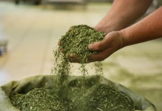 Produção de Erva Mate em São Mateus do Sul. Foto: José Fernando Ogura/ANPr - 01/2019