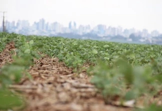 Plantio é concluído e produtores comemoram previsão de mais chuva