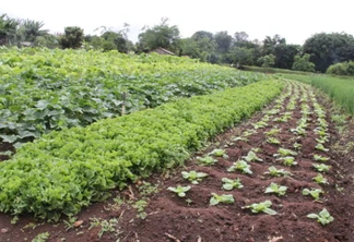 Chuva começa a alterar cenário para produtores de Cascavel