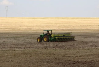 Milho segunda safra: Com plantio concluído, campo espera chuva