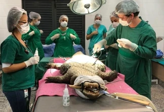 Jacaré do Zoo passa por cirurgia no Hospital Veterinário da FAG