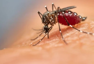 Umuarama registra mais de 1600 casos de dengue