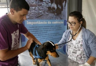 Rede de Proteção Animal de Curitiba suspende mutirão