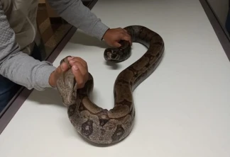 Bugio e Jiboia do Zoo de Cascavel são atendidos no Hospital Veterinário da FAG