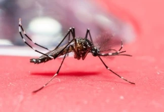 Número de mortes por dengue é o maior registrado desde 1991 no Paraná