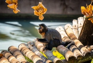 Saúde confirma mais 32 mortes de macacos por febre amarela no Paraná