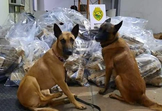 Cão Guerreiro encontra mais de meia tonelada de maconha em meio a fezes de animais