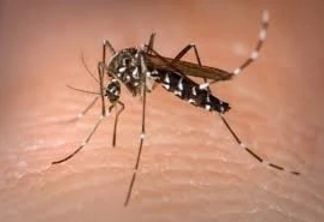 Cascavel tem 105 casos confirmados de dengue