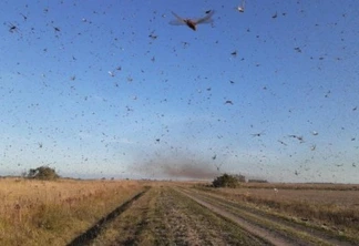 Nuvem de gafanhotos destrói lavoura de milho e assusta produtores da Argentina