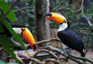 Parque das Aves reabre ao público depois de quase três meses fechado