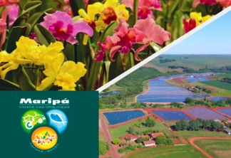 Maripá é o maior produtor de orquídea e 5º maior de tilápia do Estado