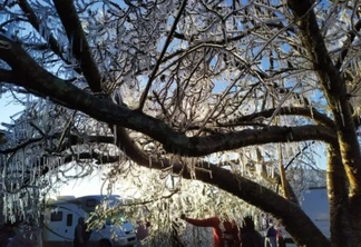 Árvore ficou galhos congelados em São Joaquim — Foto: Leandro Puchalski/NSC TV via G1