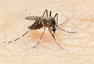 Informe semanal da dengue registra 24 novos casos no Estado