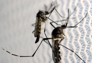 Mosquitos de Aedes aegypti são vistos no laboratório da Oxitec em Campinas