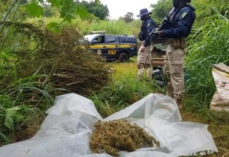 PRF estoura galpão de plantação de maconha no Paraná