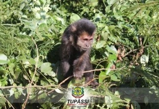 Prefeitura de Tupãssi incentiva conscientização ambiental no "Mato dos Macacos"