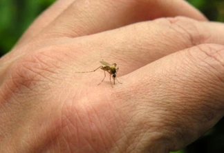 Secretaria da Saúde reforça atenção para casos de chikungunya