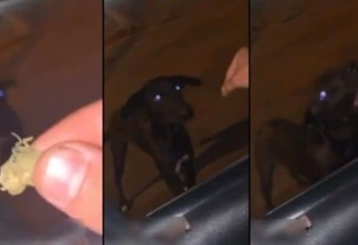 VÍDEO: Polícia identifica casal que deu maconha para cachorro em Cascavel