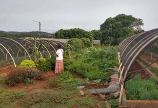 Pesquisadores da Unioeste desenvolvem horta comunitária com plantas medicinais
