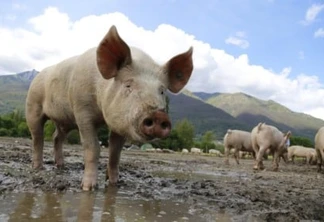 O Rio Grande do Sul produz 11% da produção de carne de frango e 19,8% da produção de suínos nacional, que são direcionados para consumo nas gôndolas do próprio estado e para a exportação.