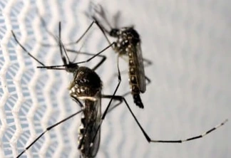 Boletim semanal da dengue registra mais 69 casos