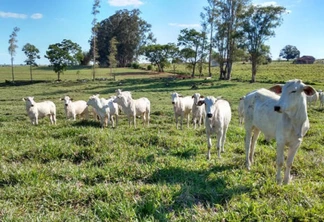 Com apoio do Estado, sistema que integra lavoura e pecuária traz benefícios aos produtores