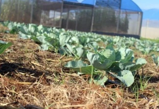 Show Rural: Plantio direto de hortaliças garante conservação do solo