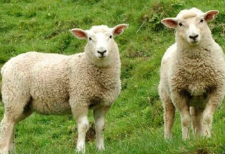 Venda direta: Show Rural ‘vai negociar’ de ovinos e bovinos
