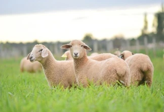 Pecuária traz ovinos e 13 raças bovinas ao Show Rural