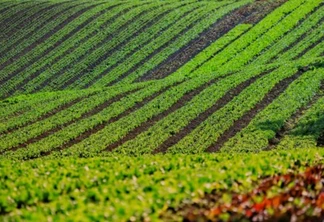 Destaque em número de produtores certificados, Paraná colhe resultados do incentivo à produção orgânica